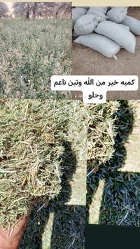 للبيع  تبن جت كميه مفتوحه  تبن خير من الله مابيه  اي شوائب وتبن ناعم 0...