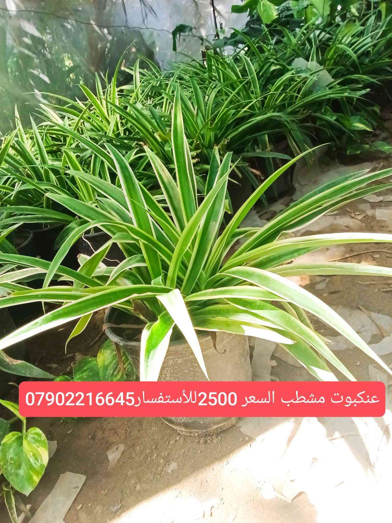 لا توجد تفاصيل

نص مكتوب في الصور:
- جلد النمر السعر 2500 للإستفسار ***********
- جربره السعر 1500 للأستفسار ***********
- مضلة الشرطي السعر 2000 للأستفسار ***********
- اكليرو سعر 4000 للأستفسار ***********
- اذن الفيل السعر3000 للأستفسار***********
- عنكبوت مشطب السعر 2500 للأستفسار***********
- كرن الغزال 2000 للاستفسار ***********
- سايكس عراقي 10000 ويوجد احجام اخرى للأستفسار ***********
- صبرير عامودي للبيع احجام مختلفه رقم الهاتف ***********