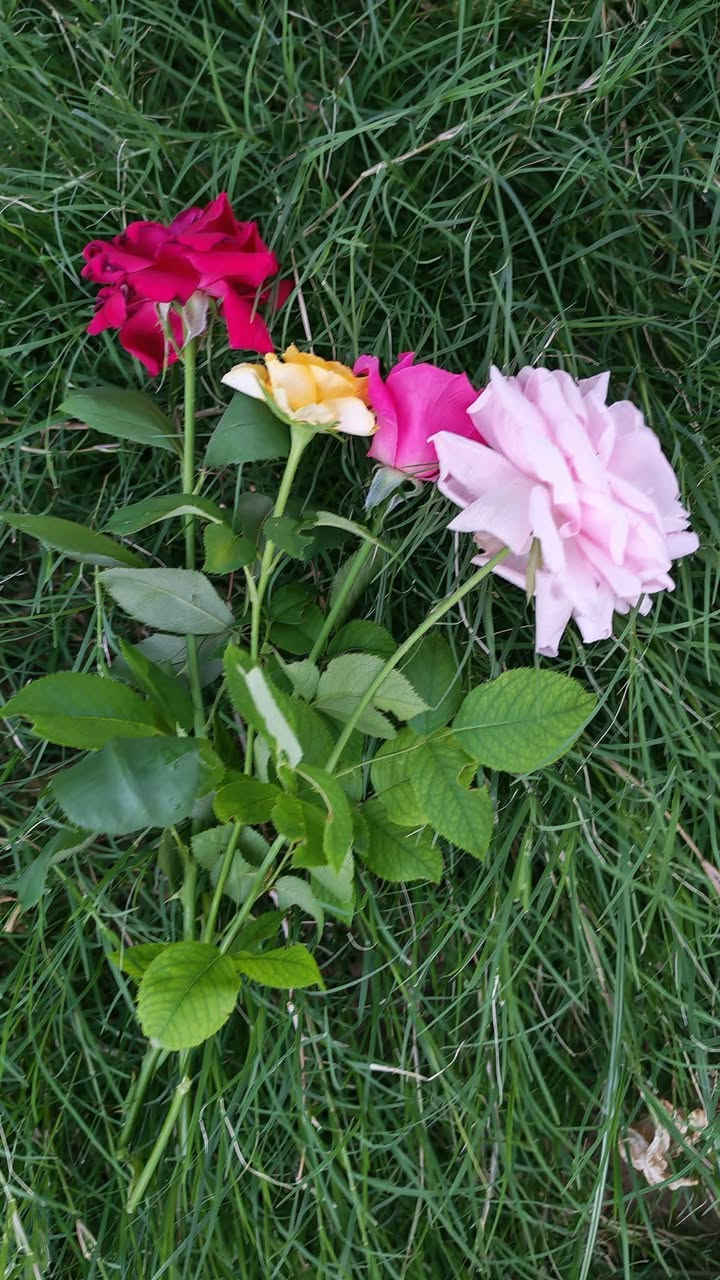 اسعد الله ايامكم بحلول ربيع الاول 💐
متوفر باقات زهور طبيعية لجميع المناسبات
          🌸🌺🌻🌹🌷🌼💐
بعدة انواع وتشكيلات جميلة وحسب الطلب وكما موضح  وهذه الصور حقيقية💐
لمزيد من التفاصيل مراسلة الصفحة او التواصل مباشر
*********** ✅
#دیالی #بعقوبة #المقدادية #نباتات #حديقة #ورد
