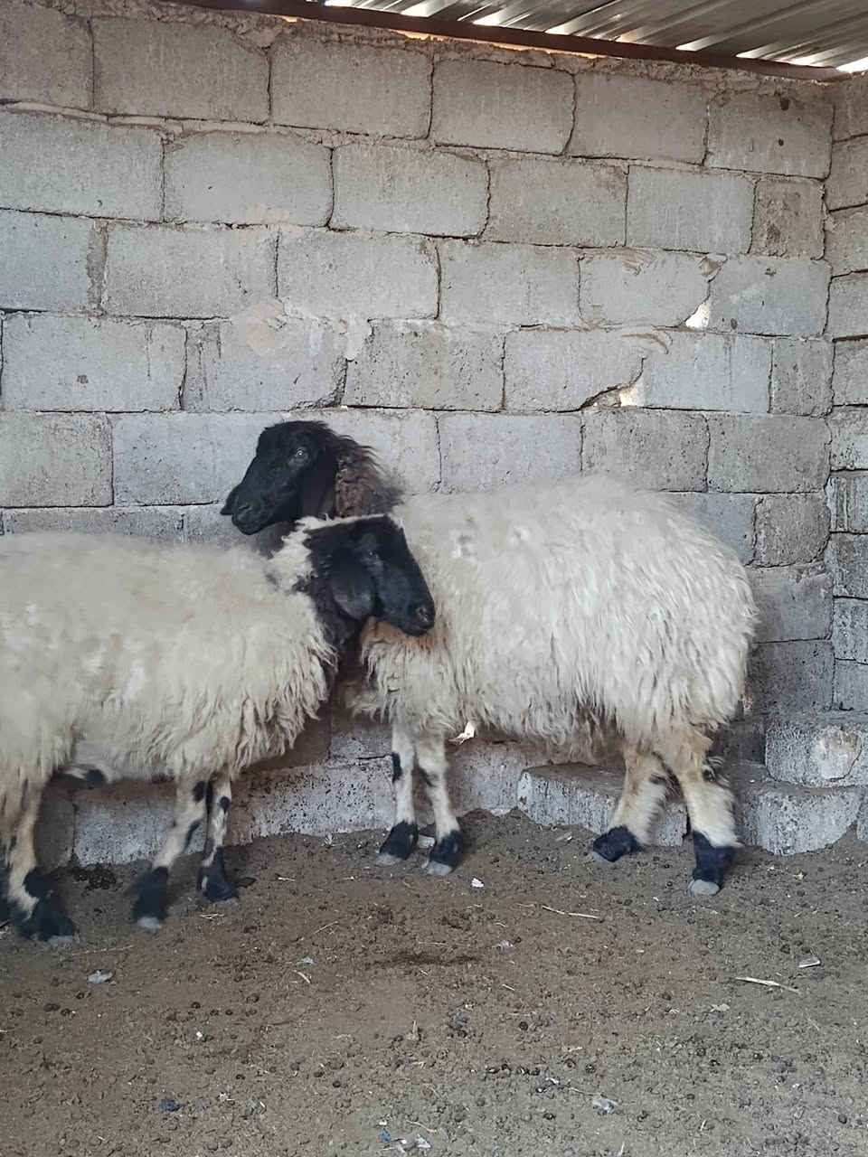 نعاج • عدد ٣ • قضاء بيجي