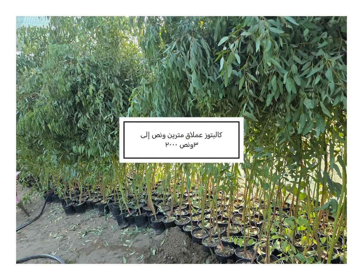 السلام عليكم ورحمة الله وبركاته
 موسم خير وبركة 

إخواني الكرام
الفقرات الجديدة
المتوفرة حاليا

للاستفسار أو لمعرفة الموقع بشكل أدق، راسلونا على الواتساب:

📞 ***********
📞 ***********

نوفّر لكم أفضل الأصناف من حيث الجودة والنوعية.

📍 العنوان:
بغداد – اليوسفية – الرضوانية الشرقية
طريق معمل زينب – ثالث مشتل 
مكتوب على الباب مشتل الرضوانية
مجاور محطة الخليج لغسل السيارات.

🔹 البيع جملة
🔹 من يرغب بالشراء مفرد يمكنه الحضور إلى المشتل والاختيار بنفسه.
🔹 لا يوجد توصيل للمفرد.
🔹 توصيل الجملة فقط بسيارات حمل بالأجرة ويتم الاتفاق مباشرة مع سائق النقل.

🚚 رقم سائق النقل:
***********

📞 أرقام المشتل:
*********** (واتساب)
***********

🌳 الأسعار والأنواع
1- كابرس متر ونص   1000🪴
2- دم العاشق كويتي سندانه    1000🪴
3- جورنته ليموني  2000🪴
4-شبوي ليلي خشن ارتفاع متر  2000🌺
5-ددونيه نص متر  750🪴
6-أكاسيه عراقيه  متر فما فوق  2000🪴
7- ياس عراقي خشن  1500🪴
8-ياس أيطالي  1500 🪴
9- ورد جوري عراقي  2000🌺
10- ورد رازقي 2500🌺
11-سرو أيطالي الارتفاع متر ونص5000🪴
12- ورد القهوه اقل من متر 10000🌺
13-سدر تايلندي خشن 9000🌴
14- عفص 7000🌲
15- كاردينيا 8000🌺
16-متسلق ياسمين احمر هندي  عطري  الارتفاع متر ونص  8500🌺
17- جاكرنده البنفسجيه  5000🪻
18-  كالبتوز عملاق ٣ متر  2000
19-كالبتوز متر وربع 1000
20-رارنج عملاق عمر سبع سنوات تنكه ٢٠الف
21-عين البزون نص متر فما فوق 1000
22-دفله خشنه متر ونص سندانه 2000
24-لالنكي متر وسبعين فما فوق 4000
24-برتقال متر وربع إلى متر ونص 3500
25-نومي حامض عراقي متر وربع إلى متر ونص
      3500
26-بخَر سندانه 2000
27-منكه مصريا ,مطعمهمتر ونص فما فوق
       18000.
28-فكس سندانه ٨٠ سم فما فوق  2000
29-اكاسيا مصريا عملاقه ٣ إلى ٤ متر 8000
30-رارنج سندانه متر فما فوق 2000
31-نومي حامض عراقي متر فما فوق سندانه
      3000

📍 موقع المشتل على الخريطة:
https://maps.app.goo.gl/EfkBiYR7ezQDtA6v5

حياكم الله وتشرفونا بزيارتكم 🌿

📍 موقع المشتل على الخريطة:
https://maps.app.goo.gl/EfkBiYR7ezQDtA6v5

حياكم الله وتشرفونا بزيارتكم 🌿

نص مكتوب في الصور:
- اكاسيا مصريا عملاقه ٨٠٠٠
- كالبنوز عملاق مترين ونص إلى ٣ ونس ٢٠٠٠
- منكه مصريا مطعمه ١٨٠٠٠
- رارنج سندانه متر فما فوق ۲۰۰۰
- بخور ۲۰۰۰
- شتلات فكس سندانه ٢٠٠٠
- عين البزون نص متر فما فوق ١٠٠٠
- لومي حامض عراقي ٣٠٠٠
- جورنتا ليموني ٢٠٠٠
