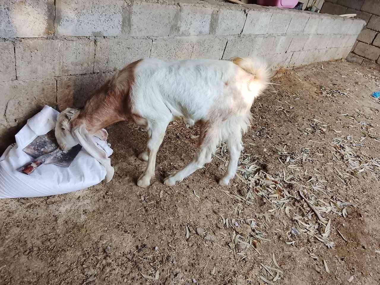 صخل • ابن سنه • شهربان المقدادية