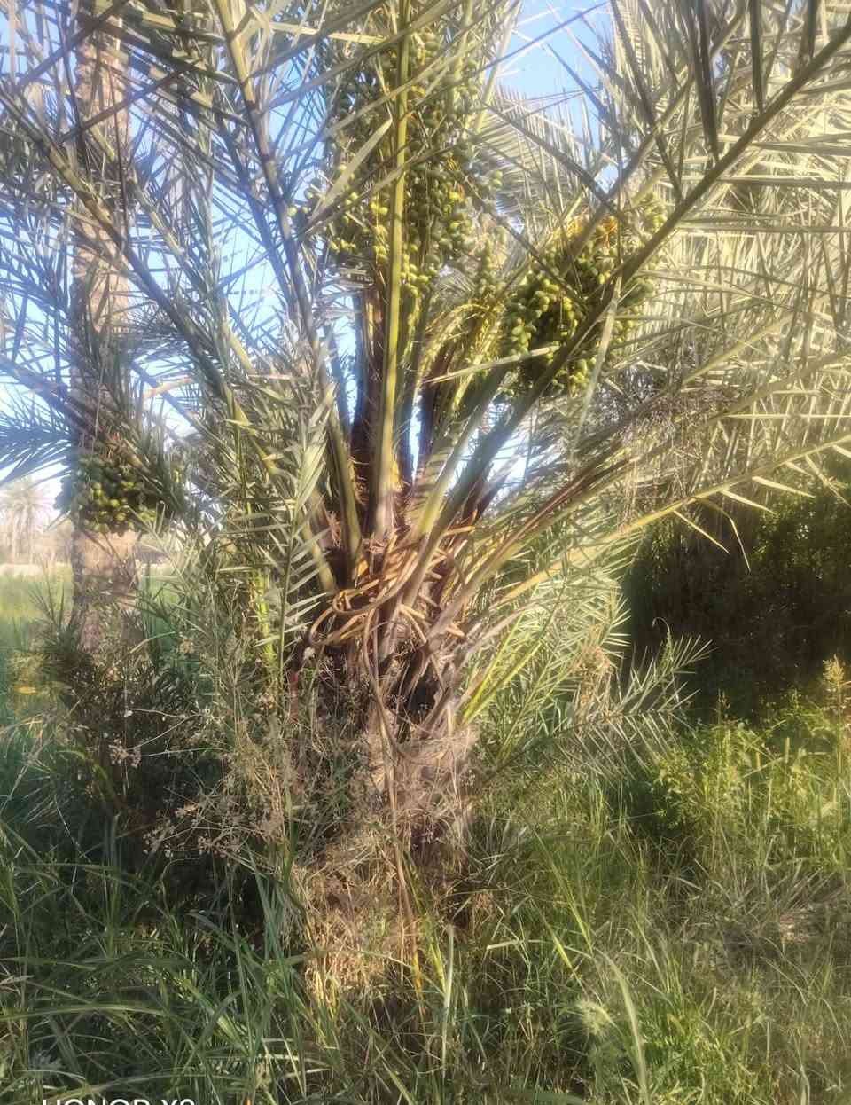 السلام عليكم ورحمةالله وبركاته  ،، تاله للبيع من انواع البربن من تلحك ايكون تمرها اسود ،، صار ٣ سنوات تحمل تمر ،، العنوان ديالى المقداديه منطقة سنسل قرية العكيدات  ،،   ،،،ابو ابراهيم ،، السعر٥٠٠،،وبيهه مجال***********
