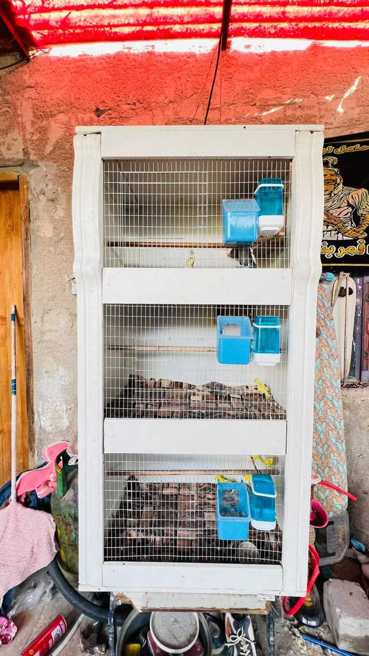 سلام عليكم  طيور مال بيت بزارات ونضاف طيور حب 4 زواج  هولندي عيون حمر زوج ع 15 الف وزوج ام الفراخ ب20 وزوج كوكتيلات ربه اليفات وبزارات  ب٦٠  زوج فناجز ب١٥ هم شرط التبزير وزوج جاوه عسليات امايات بزارات ب٣٠ ولقفص كامل هوه وبيوته ومعاليفه وكامل حلو نضيف ب٥٠  وذا شلعه كلهن ياهذهن اساهله بيهن مكاني بصره تقاطع الكزيزه قرب محكمت الكزيزه رقم هـ/*********** متواجد وتساب فقط ممتواجد عسوق
