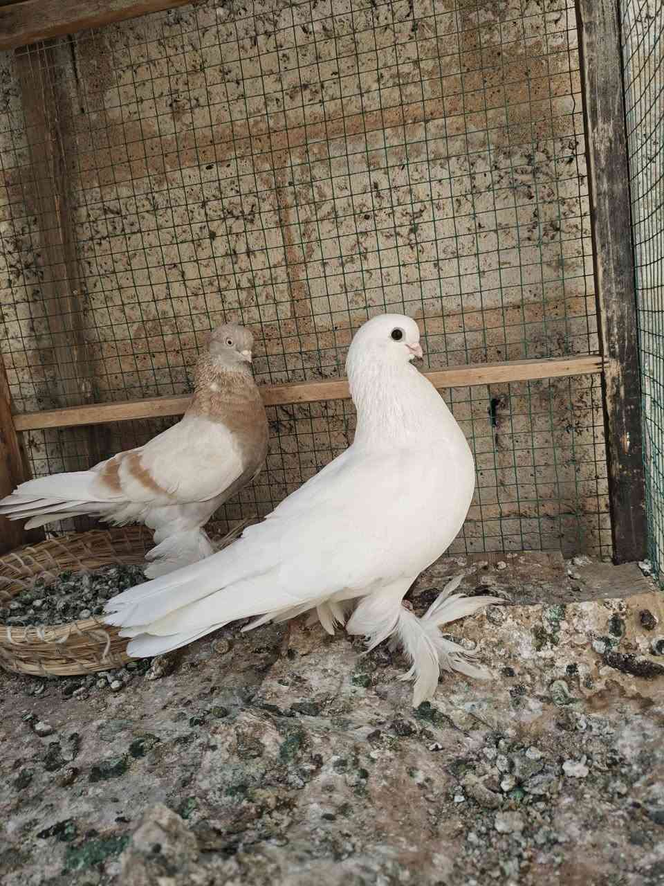 ديالى • توصيل • سعر خاص