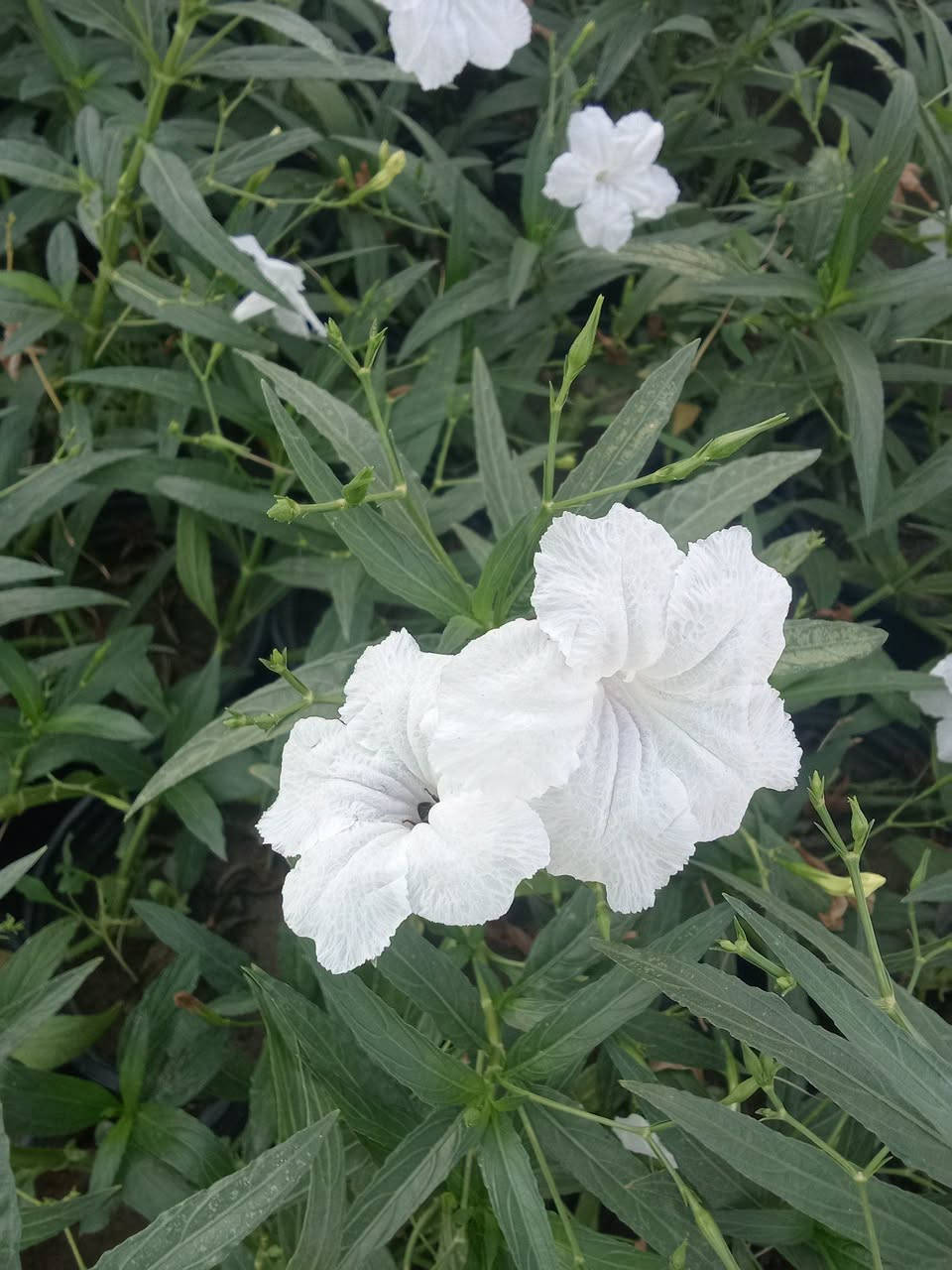 بتونيا الصحراء • أبيض • توصيل بغداد