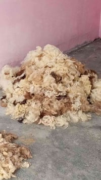 دواشگ صوف • تحويل لمخاد • سعر مناسب
