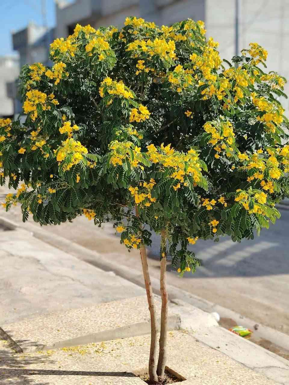 مشتل حديثة • اكاسيا مصرية • مترونص