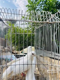 نضيفات • نشطات • تكريت