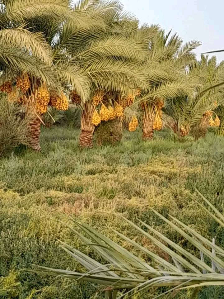 🌴 عرض مثالي | دونمين ونصف للبيع بموقع مميز جداً 🔥
#وأيضا يباع قسم منها دونم وربع حسب رغبة المشتري 
 

📍 الموقع: الحلة – وردية، خارج البو عرنوص، مقابل مدرسة السواعد الابتدائية
تراهم سكن و ترهم تقسيم مزارع للمستثمرين 🌴🌇

📐 المساحة: دونمين ونصف
📏 الواجهة: كبيرة تقريبا 195 متر 
🌴 تحتوي على أنواع مختلفة من النخيل
💦 تحتوي على برينتين ماء
💧 قريبة من النهر
⚡ كافة الخدمات متوفرة: ماء، كهرباء ومدارس
🛣️ تبعد عن الشارع المبلط 100 متر فقط
🚗 شارع عريض بعرض 7 أمتار
🏡 مناسبة للسكن أو تقسيمها إلى مزارع، خصوصاً مع الواجهة الكبيرة والموقع المميز.
📜 طابو زراعي – سند 25
🔄 تحويل مباشر باسم المشتري

🔥 فرصة مميزة للاستثمار والسكن والتقسيم

للاستفسار التواصل خاص 
أو الاتصال ***********
