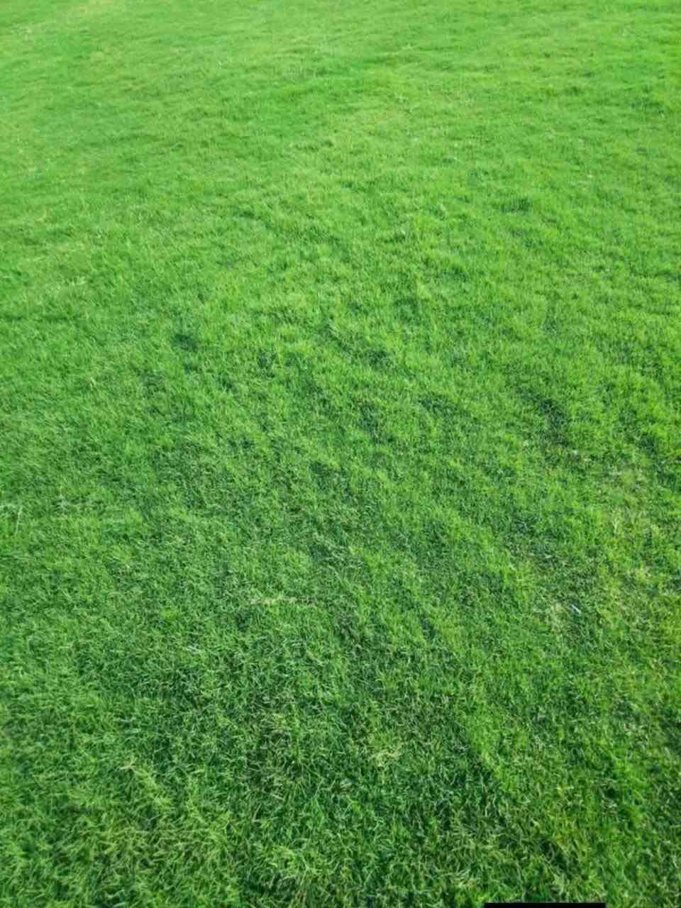 الثيل الهندي درجه الأولى
للحجز الاتصال او المراسلة على الواتساب على الارقام : 
اتصال *********** واتساب
محافظات العراق توصيل
