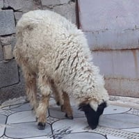 ذكر • معلوف شعير • ميسان
