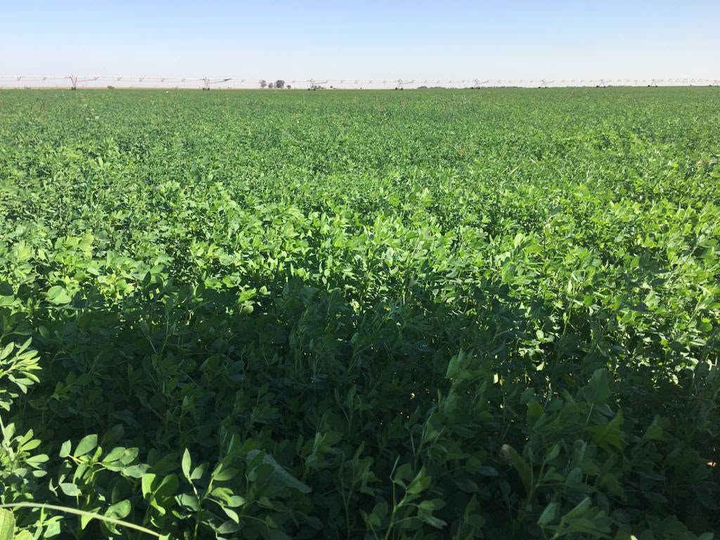 جت امريكي اصلي  بروتين عالي. ٢١. بالميه. بالتبن الجاف
: خاص  بالاراضي المالحه والمياه المالحه
: متحمل للحراره  . خاص للاجواء الحاره
: سريع الحش سعر كيلو 24الف دينار
الأنبار قضاء عنه مكتب ابوسامر الزراعي
شارع الحظره للطلب والاستفسار الاتصال ***********

