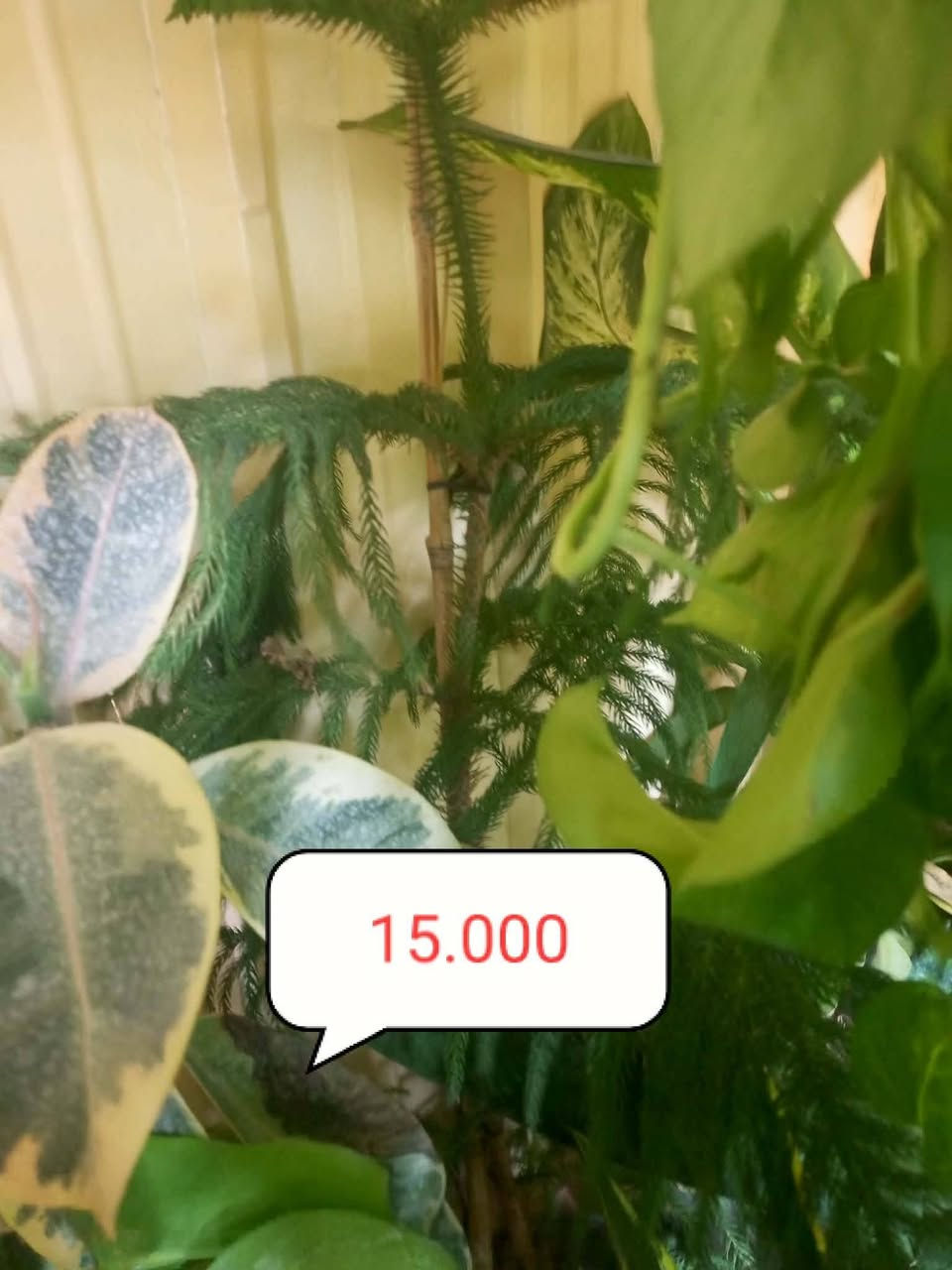 🌿 مشتل الجمعية 🌿
🌱 تم بعون الله تعالى وصول وجبة جديدة من النباتات الظلية 🌱

🌿🌿 متوفر لدينا تشكيلة متنوعة من النباتات 🌿🌿
📍 العنوان:
الدجيل – الجمعية – خلف الدفاع المدني

📞 للاستفسار والحجز:
***********
📱 واتساب متوفر

🚚 توجد لدينا خدمة توصيل داخل الدجيل
