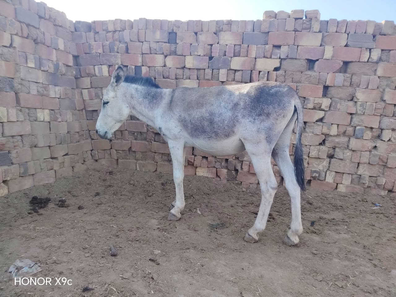 هونر X9c • موبايل • طرش