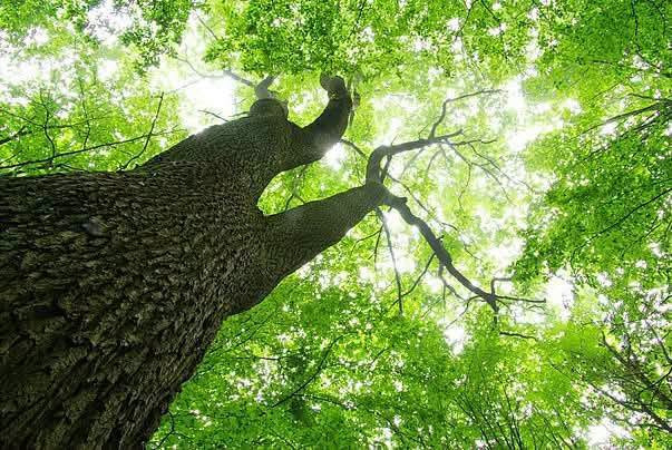 السلام عليكم متابعينا🤍.
توفرت شتلات شجرة الماهوجني الافريقي🌳🌳
 _ارتفاع اكثر من متر تقريبا 💜
_السعر ١٠ الف 🍄

️الاسم الشائع :- الماهوجنى الافريقي
️حجم الشجرة :- يصل حجم الشجره الى 30-40 متر فى العمر النهائي وعرض الجزع يصل من متر الى متر ونصف وهي شبه نفضيه .
مقاومة التعفن :- الشجره معتدله ومقاومة للتعفن والحشرات ومقاومة للحشرة الثاقبة
️التحمل :- تتحمل العديد من الظروف المناخية القاسيه وظروف التربة وتتحمل درجة ملوحة عالية تتراوح مابين 3000 الى 4000 ppm
️طبيعة نمو الشجرة :- قائمة ذات مجموع خضرى كبير وقوى وساق خشبية قوية
والشجرة مستديمة الخضرة طوال العام
️الاستدامة :- تعتبر اشجار الماهوجنى من الاشجار المهدده بالانقراض والمسجلة فى قائمة الاشجار المهدده بالانقراض IUCNوذلك بسبب زحف الكثافه السكانية والقطع الجائر للاشجار لما لها من منافع كثيرة واستخدامات عديده 

معدلات النمو والخصائص
تنمو شجرة الماهوجني بمعدل سريع يتراوح بين 1 إلى 2 متر سنوياً في الظروف الجيدة، وتُعد من أسرع الأشجار الخشبية نمواً. 
سنوات النمو الأولى: قد يصل معدل النمو إلى 2.5 متر في السنة خلال أول 3 إلى 5 سنوات إذا توفرت التربة الخصبة والري المنتظم.
الحجم الكامل: تصل الشجرة إلى ارتفاعات تتراوح بين 15 إلى 25 متراً (وأحياناً حتى 30 متراً حسب النوع)

📍متوفر توصيل لجميع محافظات العراق🚗🚗
📍للحجز والاستفسار مراسله الصفحه او مراسلتنا على واتساب من خلال الرقم ***********

نص مكتوب في الصور:
- Flowers of India