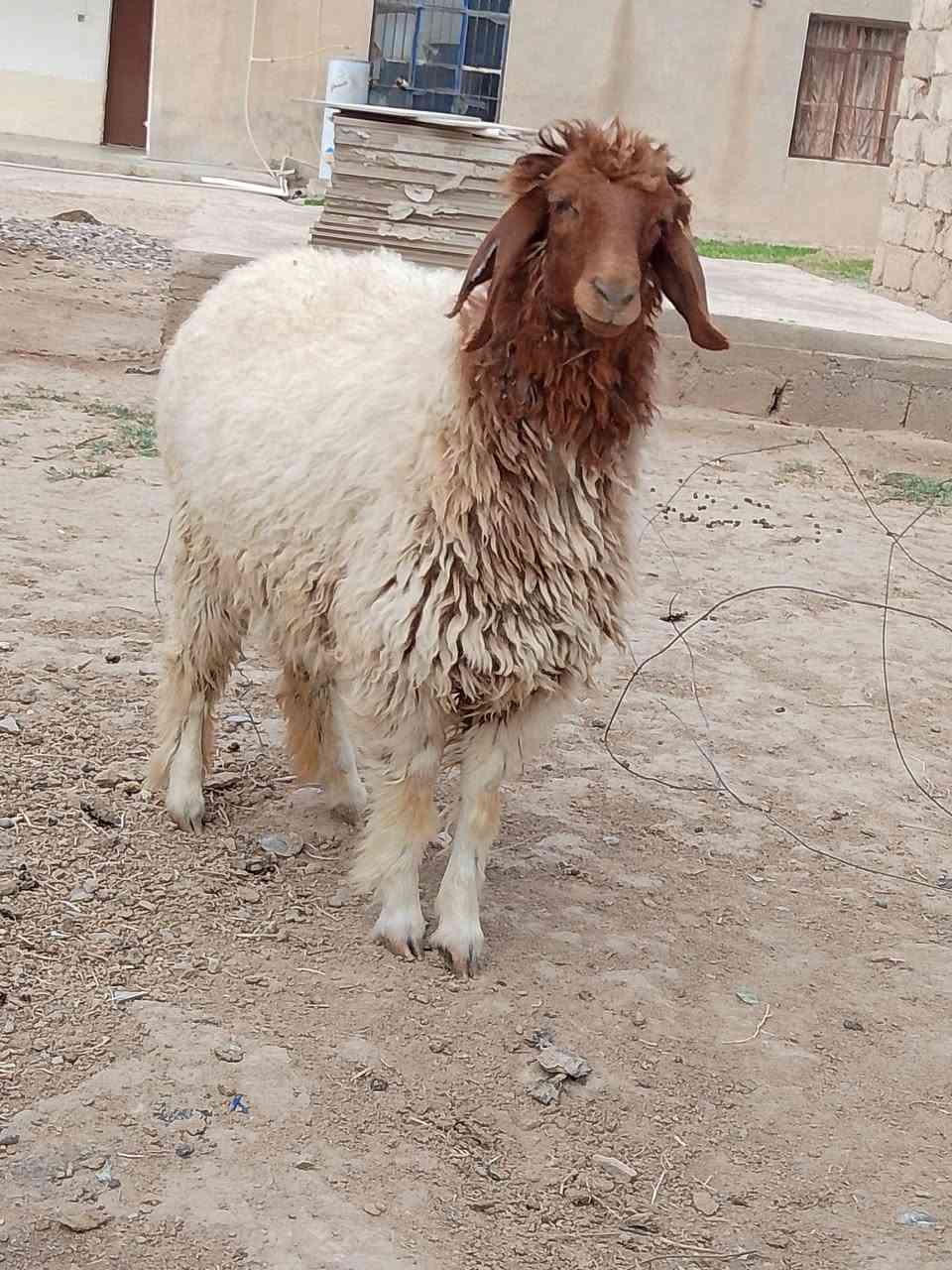 دجه لحم • سمينه • الشرقاط الحوريه