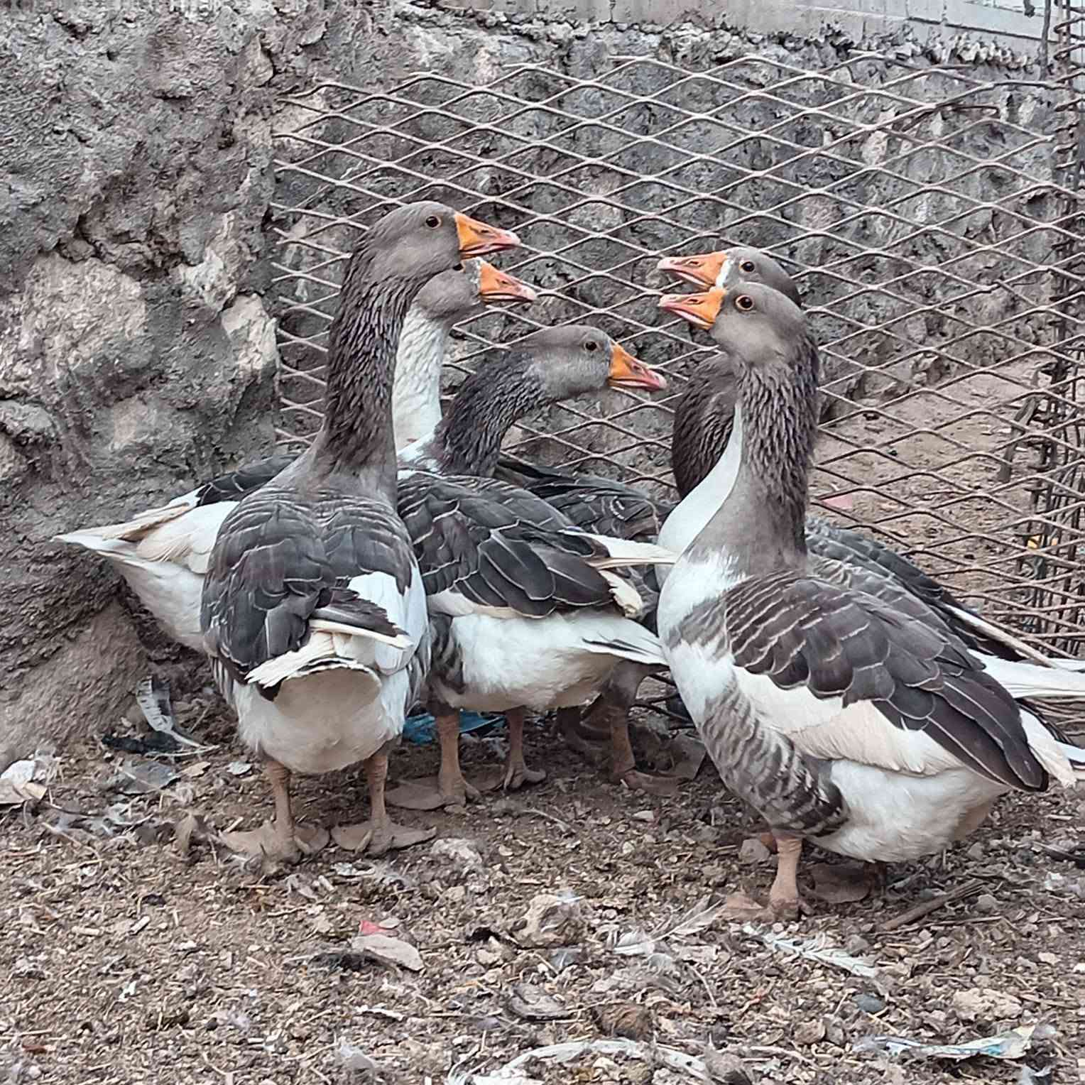 وز عراقي • نضيف • حديثة خفاجية