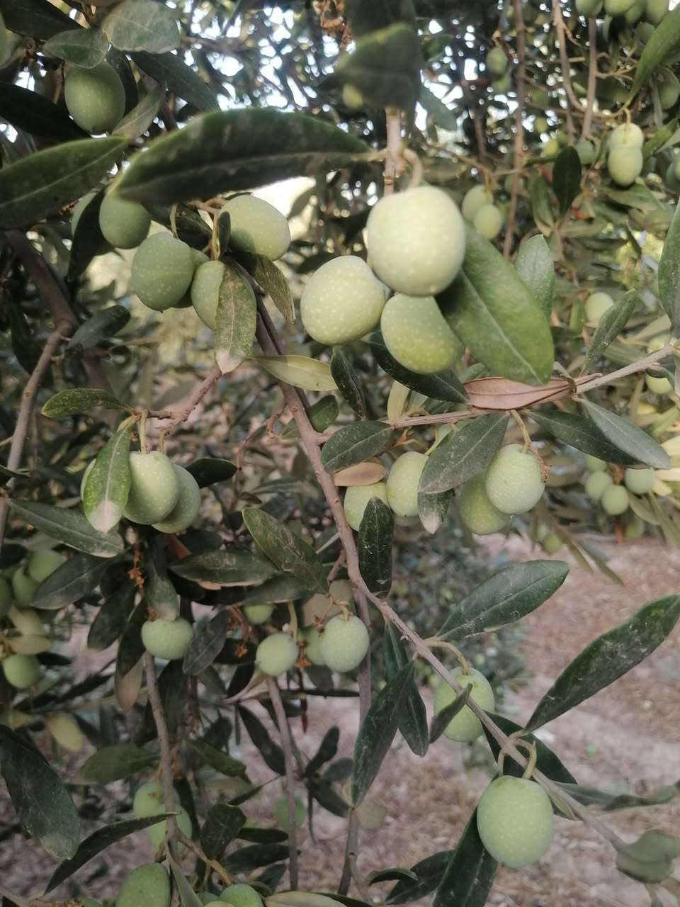 بستان زيتون • خستاوي • مدعبل