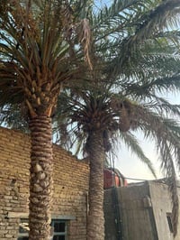 دونم • سند ٢٥ • ربع سعود