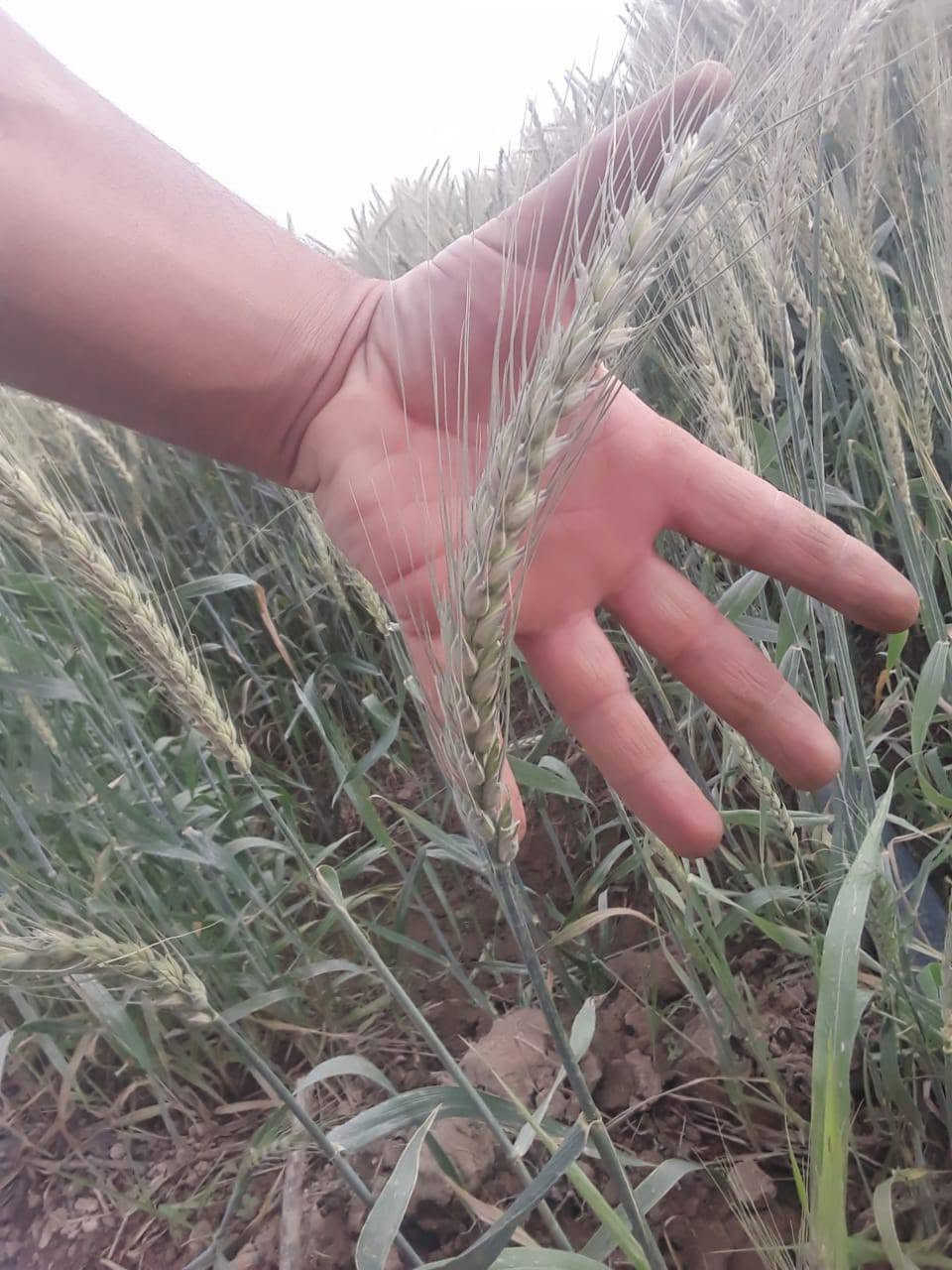 حنطة نظيفة • الرشيد/الصباح • انتاج وفير