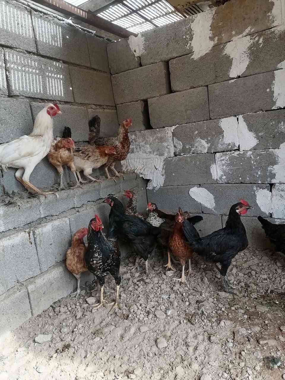 تكريت • دجاج مال بيت • ماخذات لقاحات
