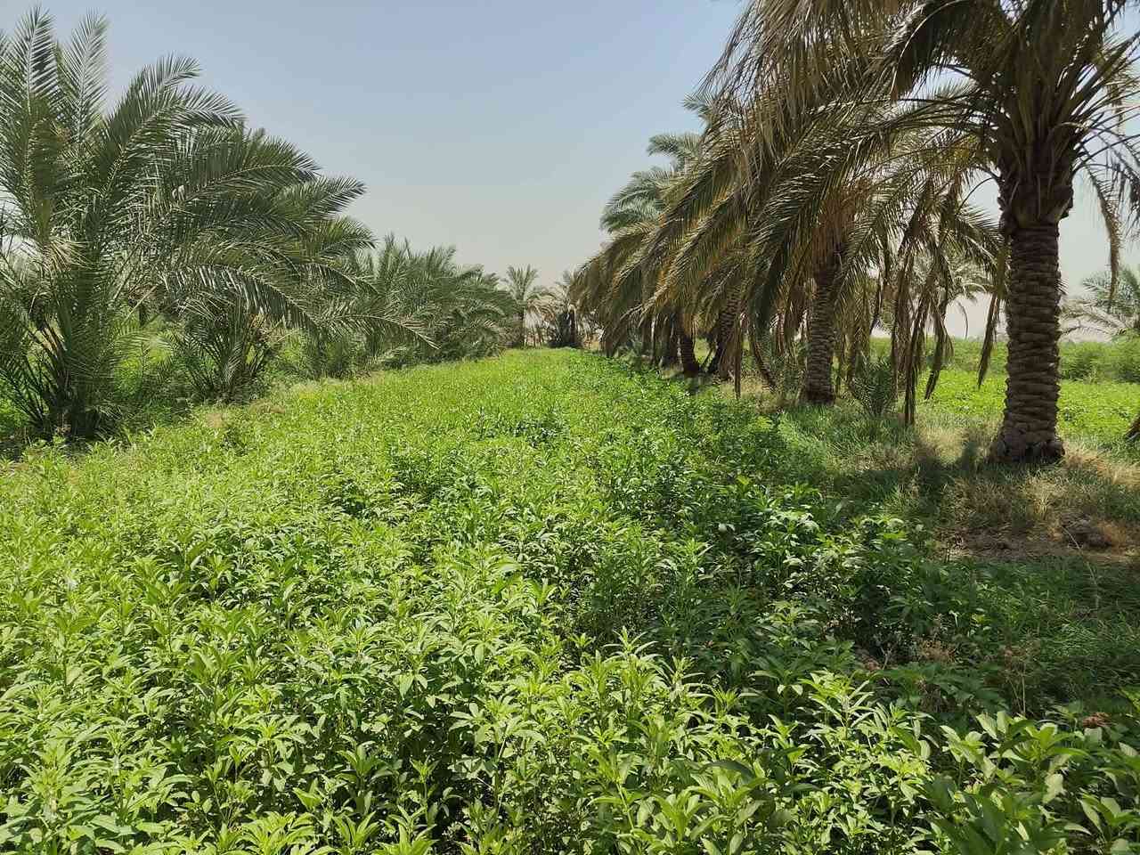بستان للبيع  5 دوانم
📍 بابل – ناحية الشوملي
قريب من الخط السريع بغداد – البصرة (3 كم فقط) 
  1 كيلوا عن الشارع التبليط  والطريق مفروش سبيس.
✅ طابو سند 25 زراعي.
✅ مزروع بأفضل أنواع النخيل.
✅ ماي متوفر صيف وشتاء.
✅ كهرباء 3 فيز.
✅ بيه بيت بلوك جاهز (غرفتين، مطبخ، ديوان، حمام وصحيات)، يعني تجي وتسكن مباشرة.
💰 سعر الدونم 50 مليون، وبها مجال للشراي.
❌ نعتذر عن المراوس أو بيع جزء من الأرض، البيع كامل 5 دوانم فقط.
ملاحظه/ايضا تتوفر ارض مساحه كبيره بالقرب من 5 دوانم تابعه نفس البائع
📞 للاستفسار والاتصال أو واتساب:
***********
