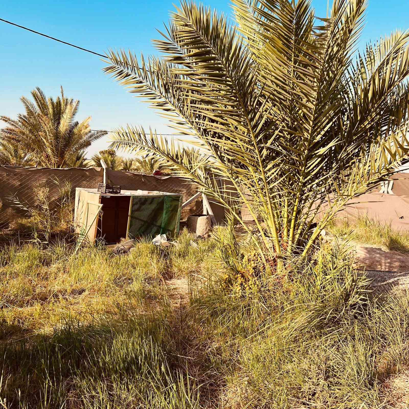السلام عليكم قطعه أرض زراعيه مزوعه 10نخلات برحيه مع تينات 10مع تنكيات ماء مع كهرباء  مع ماء اساله مع كرفان صغير مساحه نص دون الوجيه ١٨ م والطوال ٦٦ونص العنوان الديوانية طريق الدغاره نزاله نبي الله شعيب اتصل ع الارقام *********** سند ٢٥ بسمي
