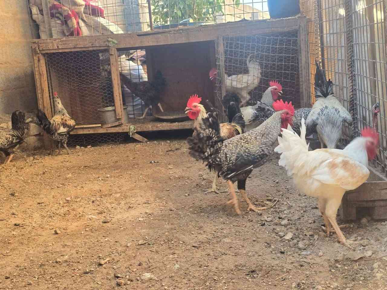 يوجد ديوكا مال عرب للبيع حلوات  ***********
