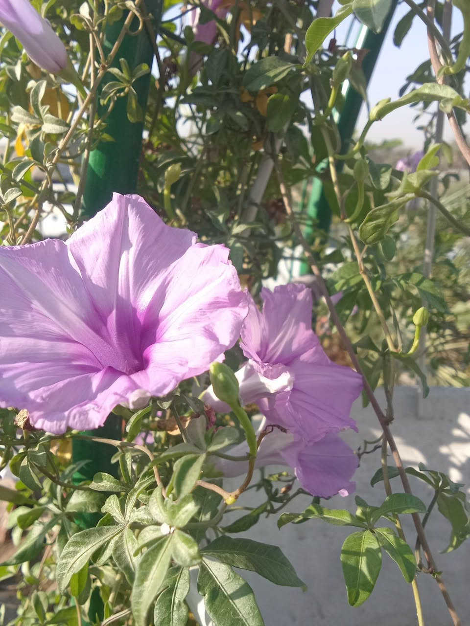 ست الحسن متسلق ب٥
التوصيل داخل بغداد فقط
للطلب*********** واتساب
