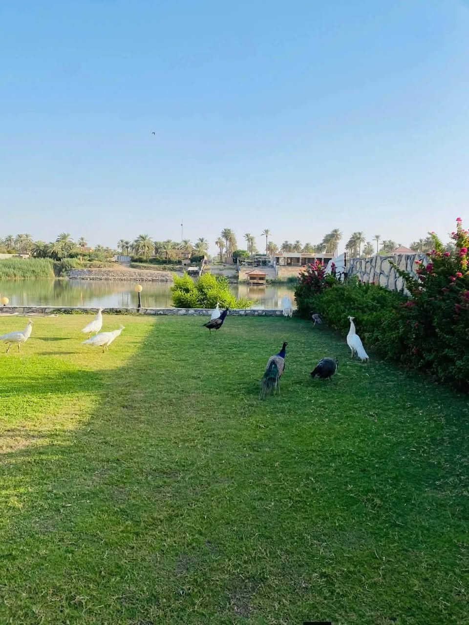 هاي صدك مزرعة بستان 5دونم عالشط شاطئية الزعفرانية للحجز اليومي ***********
