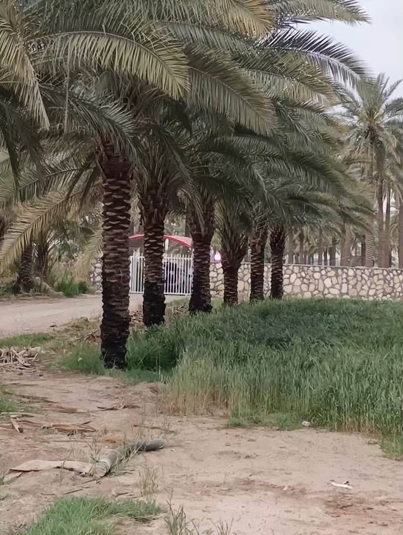 للباحثين على الهدوء والابتعاد عن الزحمة والضوضاء
للبيع المستعجل ارض طابو 25 مساحتها 2000 متر موقع مميز جدا

موقعها المحاويل قرب بيت أبو الطياره تبعد عن الشارع العام مايقارب 200 متر وقريبه على طريق مطار كربلاء المقدسة الجديد 

مواصفات الأرض طابو سند 25واجهه 28متر ركن على ثلاث شوارع الأمامي 10 متر والجانبي 5 متر والي بالخلف 8 متر  متوفر فيها كل الخدمات تبليط كهرباء وماءً اساله وقريبه من المدارس والأسواق علماً ان الأرض مزروعة نخيل وهذه صور تابعة للأرض 

تحويل الأرض مباشر وفي دائرة طابو المحاويل 

الاستفسار والمعاينة والسعر يمكنكم التواصل عبر الرابط الخاص او الرقم المذكور أو الماسنجر@

***********

https://api.whatsapp.com/send/?phone=201040175849&text&type=phone_number&app_absent=0&wame_ctl=1@
