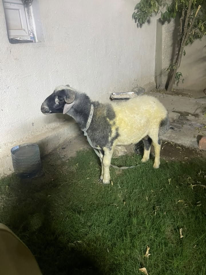 تكريت • للبيع • مكان