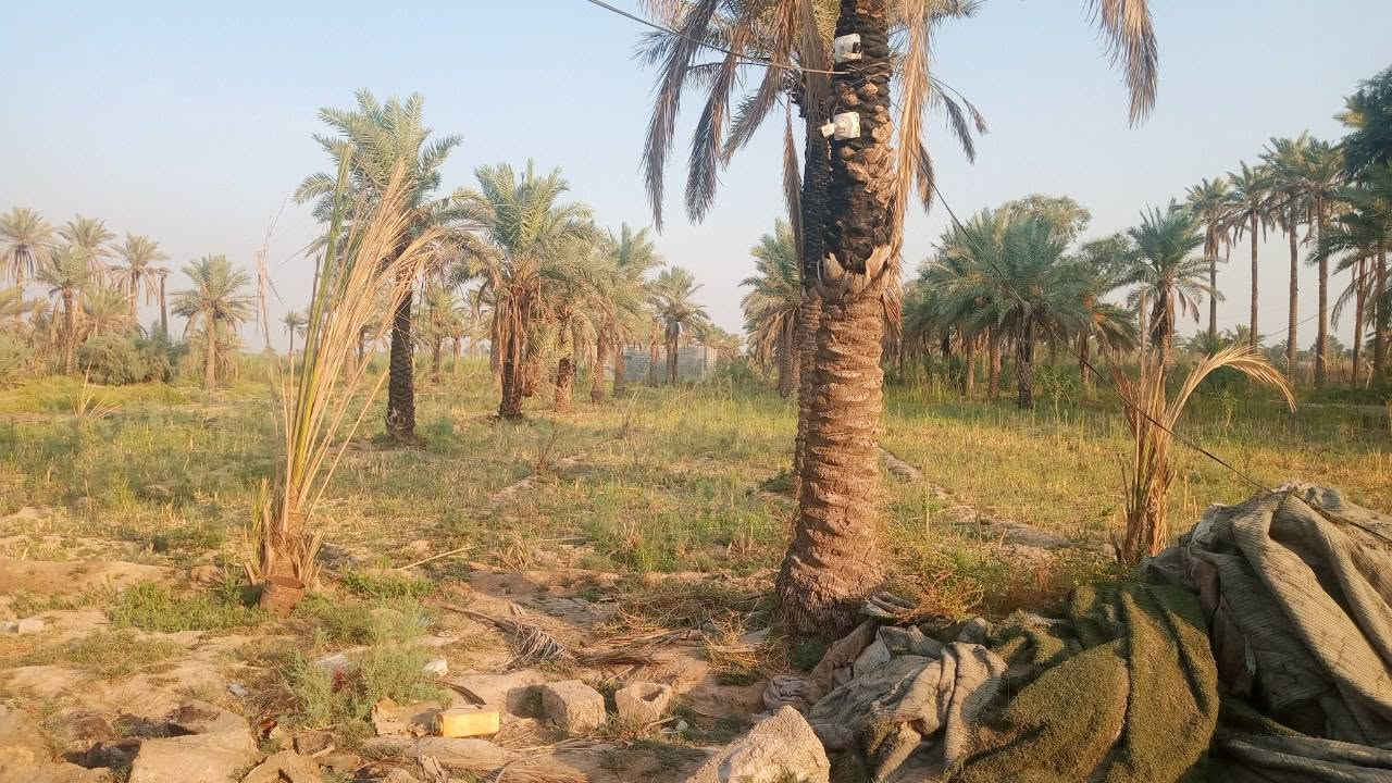 اليوسفية • ٤ دونم • سند ٢٥
