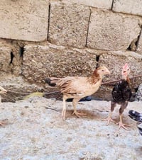 افراخ • كويتي • اقل ٣ اشهر