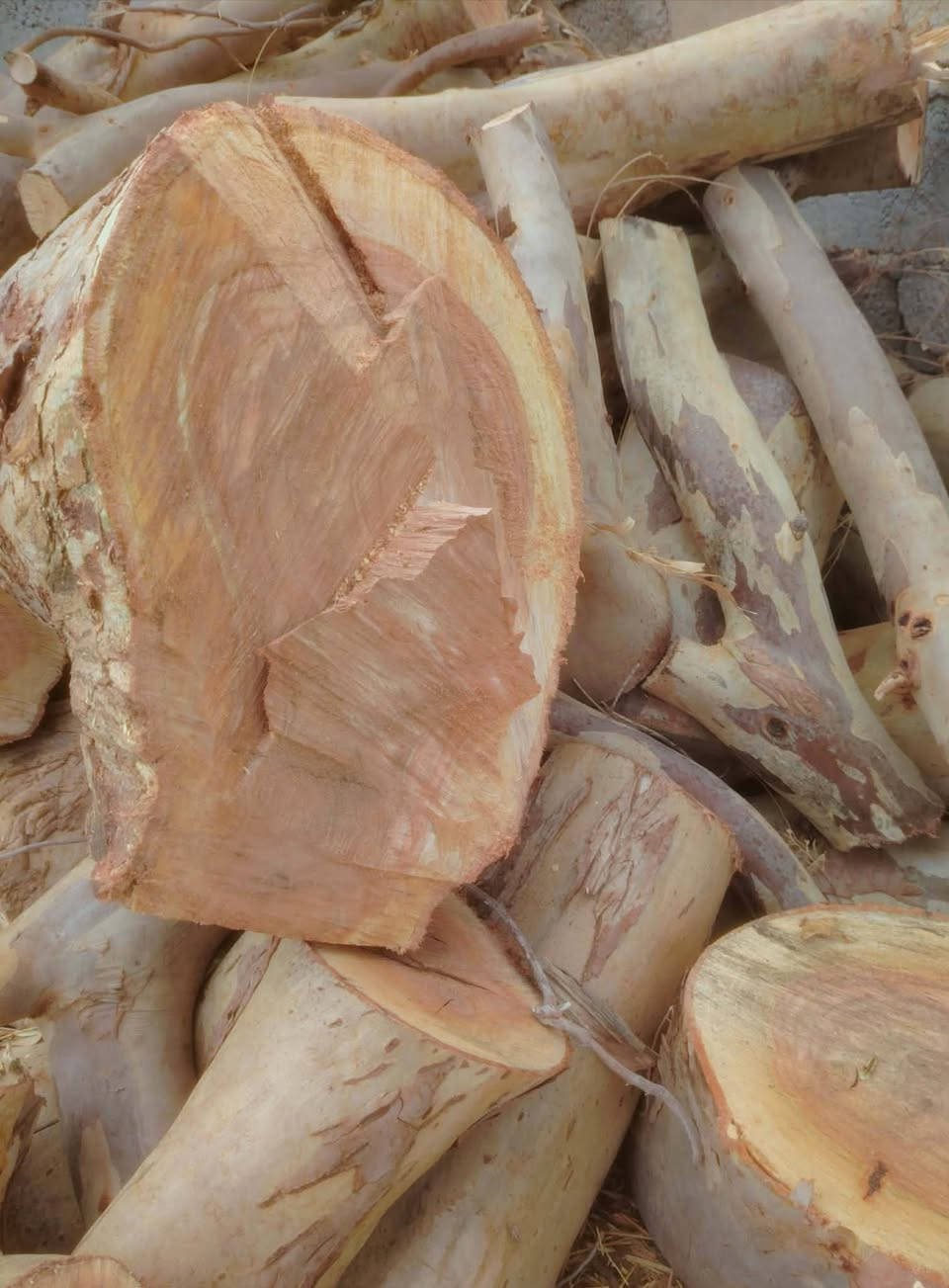 حطب • قلم طوز • كمية محدودة