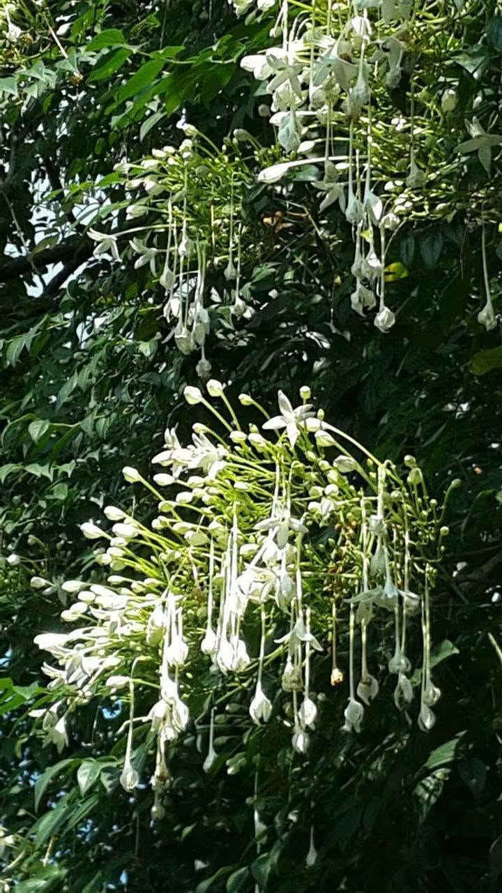 🌿 السلام عليكم ورحمة الله وبركاته 🌿
أهلًا وسهلًا بأحلى متابعين 🌸💚

🌱   توفرت شجرة ملنجتونيا العطرية
✨ إذا تحبون الأشجار اللي تجمع بين الجمال والرائحة العطرة… فهذي الشجرة تستحق اهتمامكم! 😍🌿
وبسعر ١٢ الف
🌿العنوان / بابل المحاويل 
🌿للحجز والاستفسار يرجى مراسله الصفحه او واتساب ***********
🌿 يتوفر لدينا خدمه توصيل لجميع محافظات العراق 🚛 

الاسم النباتي: ميلينجتونيا هورتنسيس
الاسماء الشائعه ..شجرة الياسمين أو شجرة الفلين الهندية، وهي شجرة عطرية فواحة جدا من اجمل الاشجار 🌳🌳التي تزينت بها 🌾دبي وكل الامارات العربية المتحدة حديثا و العديد من دول الخليج و غيرها لقوة تحملها للظروف القاسيه وهي شجرة بيئية جميلة سبقنا اليها الكثير فهي ناجحة في كل الدول المحيطة بِنَا دخلت إلينا عن طريق البذور ونتمنى ان تحرص المشاتل على استنباتها لجمالها ورائحتها العبقة الجميلة ولمنافعها الطبية الهائلة وفائدتها الاقتصادية فهي تدخل بصناعة العطور ولقدرتها على تحمل المناخ القاسي...
موطنها:  آسيا وجنوب شرق آسيا.
رعايتها: هي شجرة سهلة العناية.  يجب أن تكون التربة جيدة التصريف وخصبة أيضًا.  فيما يتعلق بالتغذية ، كما أنها تتحمل الملوحة🥴🥴 ويمكن تقليمها بسهولة. من الأفضل دائمًا إبقاء التربة رطبة قليلاً💦💦.

نص مكتوب في الصور:
- PHOTO: TUEANG
- ชื่อ : Millingtonia hortensis L. f. mydokhome.com