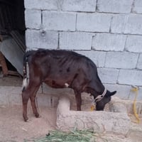 حوليه مالت بيت • مجال قليل