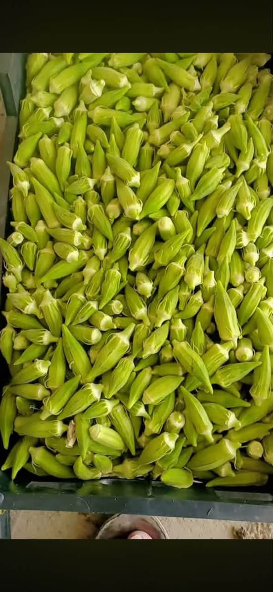 يوجد حوي بامية كل يوم بيومة سعر الكيلو ب2500يوجد توصيل بغداد فقط ***********
