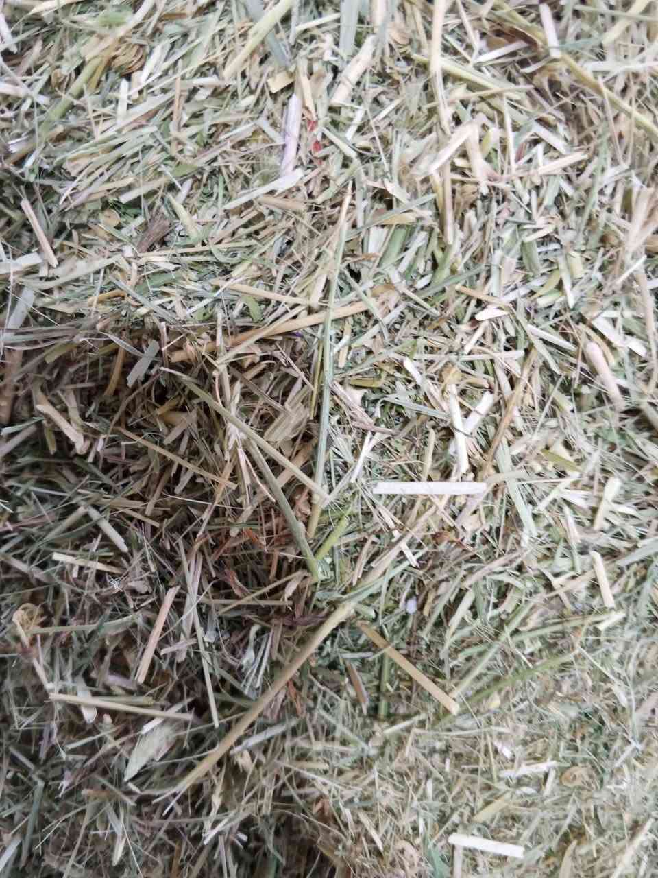 سلام عليكم ورحمة وبركاته......
تم وصول وجبة جديده من (تبن الجت)
العنوان/ حديثة /السبحاني/ الشارع العام /قرب جامع السبحاني /وقرب عيادة الشاهين البيطريه .....
للاستفسار (‏‪***********‬‏)
