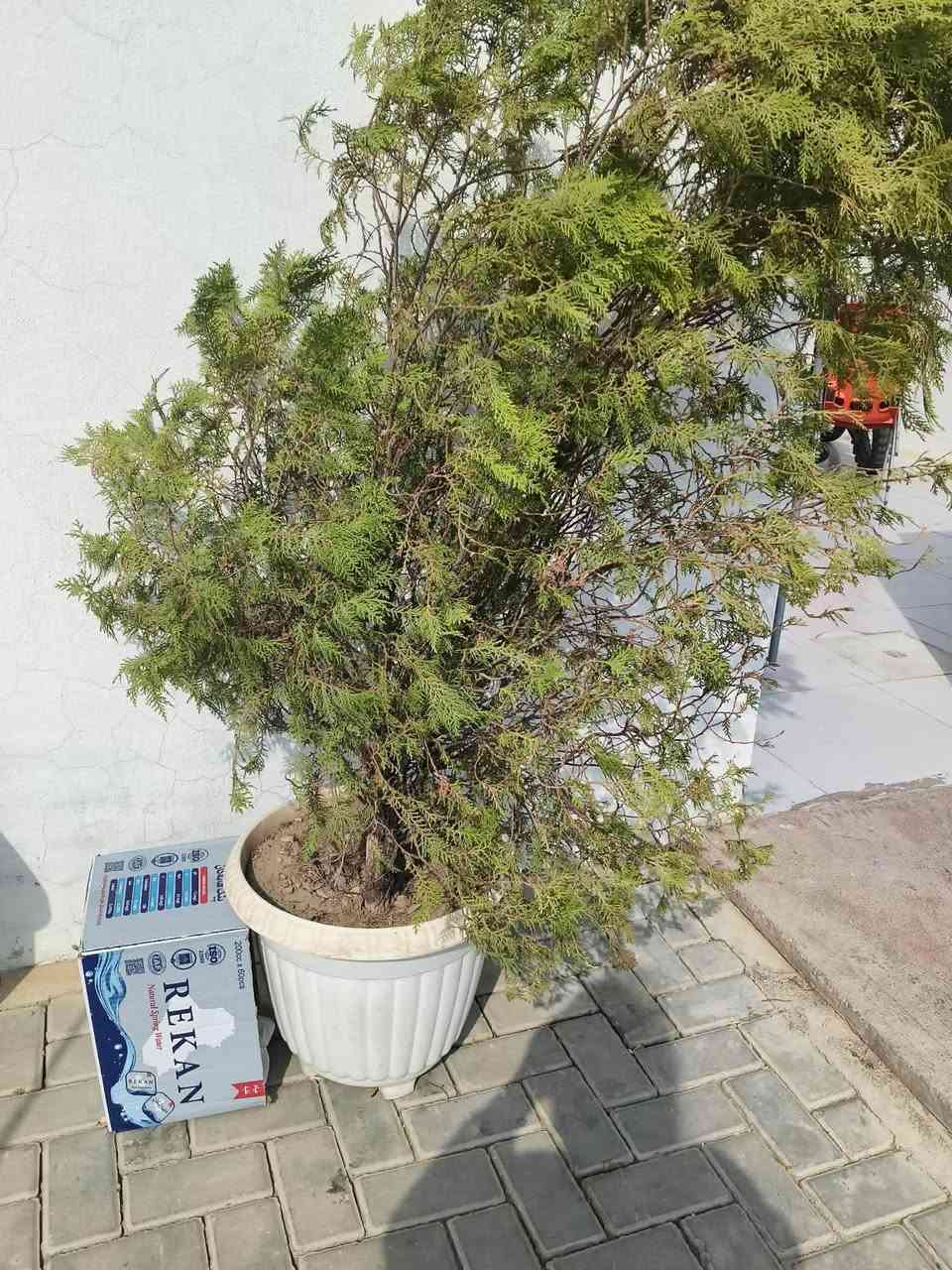 لةبةر بيوةعدي كريار بوستي دةكةمةوة  كةوانتةرةكة لوكة بان كاشية شوين سةلاجةي هةية  سعري500هةزار مةعرةزةكة دةست كردة   شتي دةرةجةيةكة سعري 300هةزار  تةنكي نةوتةكة 65هةزار دارسنةوبةرةكة 40هةزار   لةكةلارم مامؤستايان  ئةدمني گول وةريگرة  ***********

