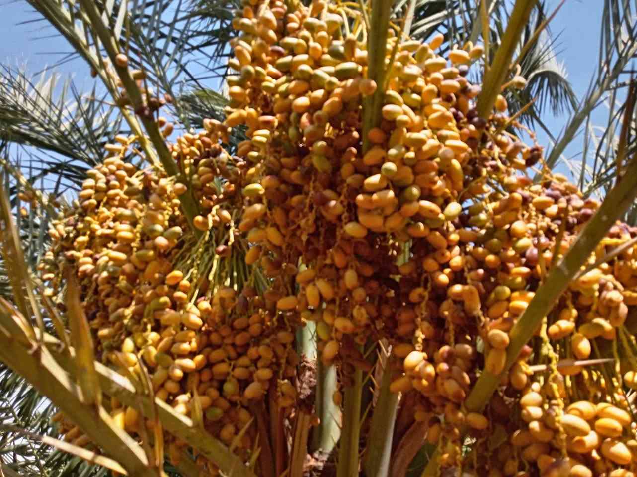 السلام عليكم يوجد تمر خستاوي وزاهدي وشكري ويوجد لدينا بناتي نخل من كل نوع
الفسائل سعرهن راسلو ع رقم واتس وتدللون ***********
شكري الكيلو ب 500. 1 الف ونص
الزاهدي ب 2000 الفين
الخستاوي 500. 1 الف ونص
