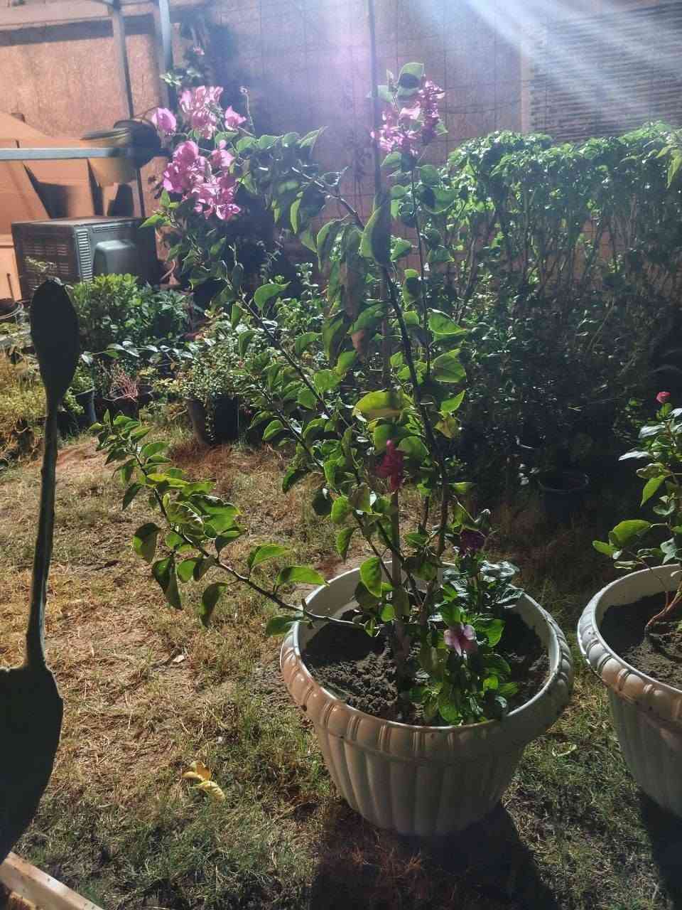 جهنميه متسلق بسندانه بلاستك كبيره 
ب١٢ الف
