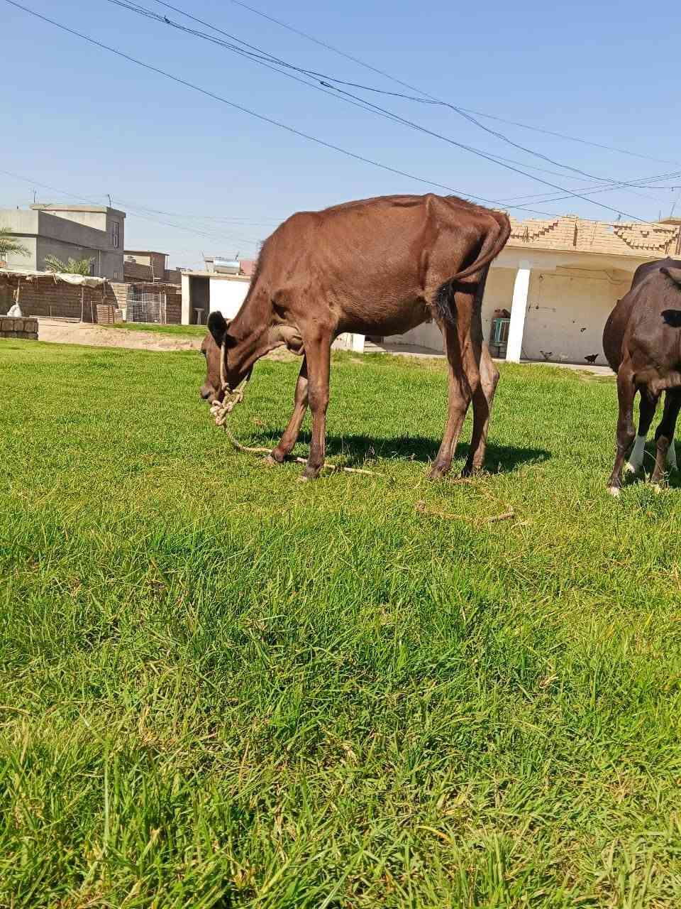 السلام عليكم مكلف بل نشر اتصل عل رقم 
اخوان يوجد اباجير جنس فول 
 رقم واحد خط اول 
فول الفول 
العنوان صلاح الدين الشرقاط قريه شكرا
هاتف/***********
***********بي واتساب 
ماتحصل رقم او مشغول راسلني واتساب ودلل باقي تفاصيل بل فيديو
