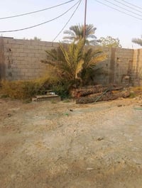 ابو الخصيب • طابو زراعي • ٢٠٠م