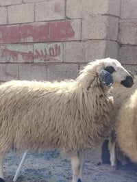 دجه درجة أولى • كياره • بيه مجال