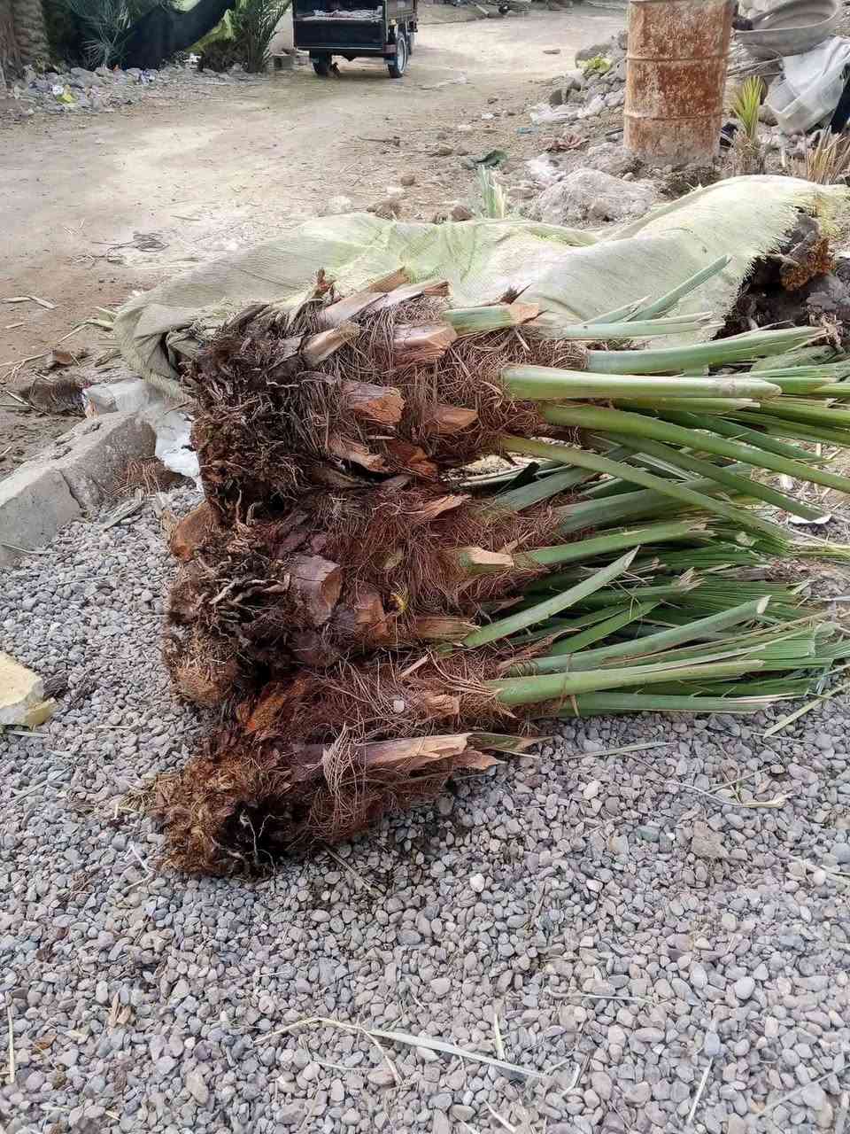 شلاع وتكريب • تنظيف النخيل • الديوانية