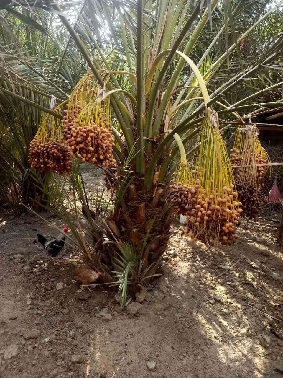 سلام عليكم يوجد نخلات للبيع برحي وبرحي احمر شريفي وعجوة المدينة وكنطار وشكر وساير اكو حمالات واكو فسائل مكان مدينة هوير ***********
