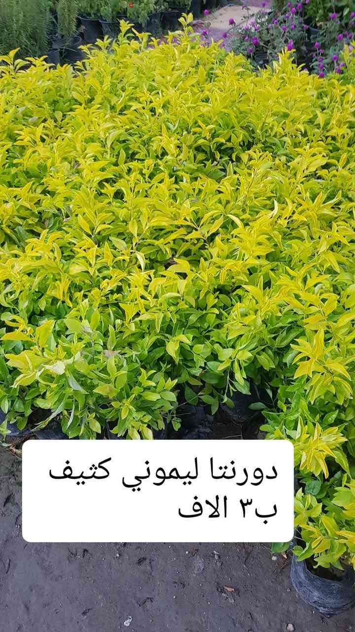 بعض النباتات الخارجيه المتوفره بالمشتل 
متوفر توصيل بغداد والمحافظات 
رقم الحجز وتس اب ***********
