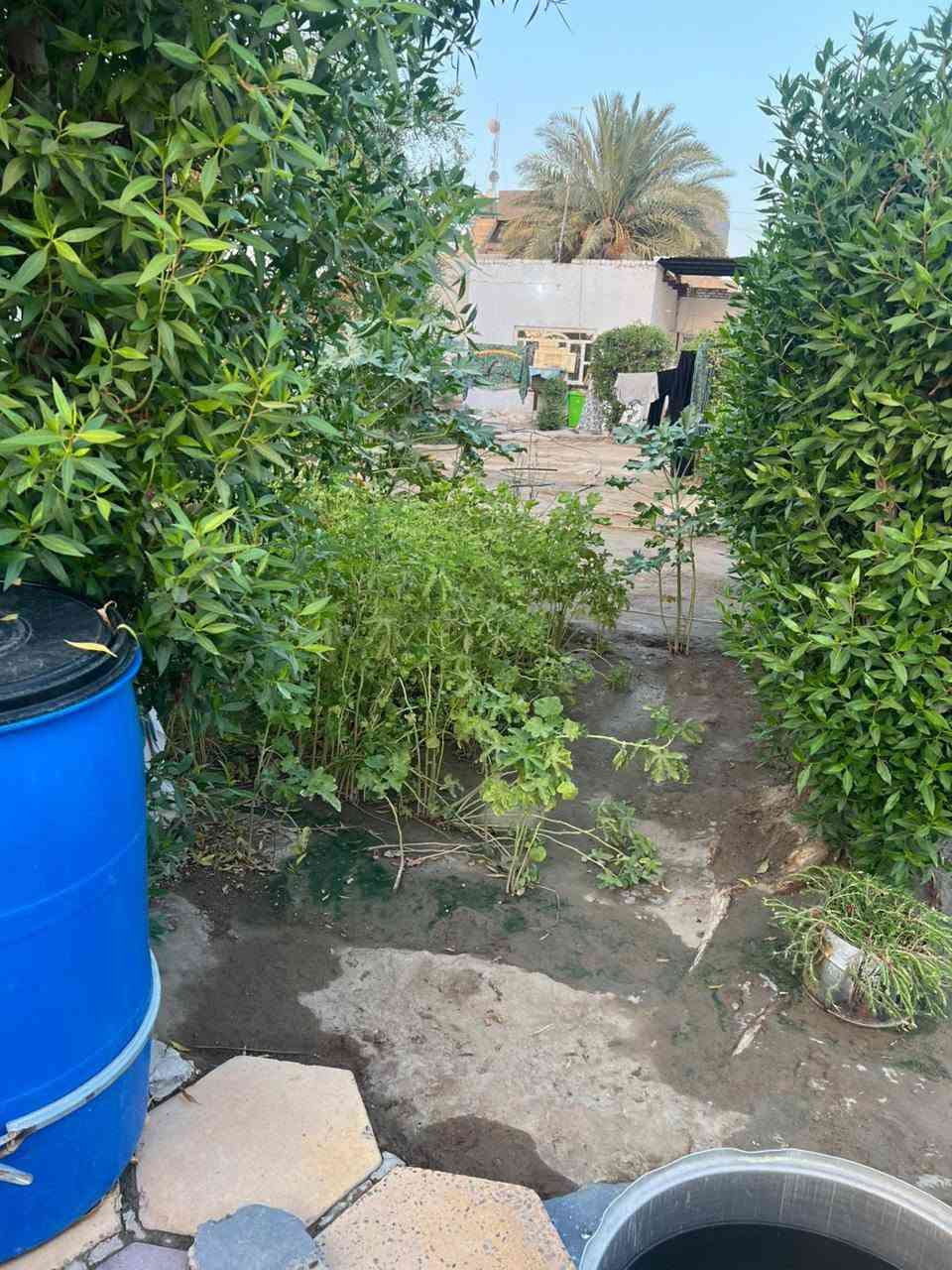 بيت مع المساحة الكلية دونم سند 25 خلف جامعة بابل منطقة ربع سعود خدمات متوفرة كاملة 
***********
